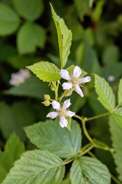 White blackberry blossom macro