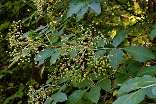 Unripe green elderberries on shrub