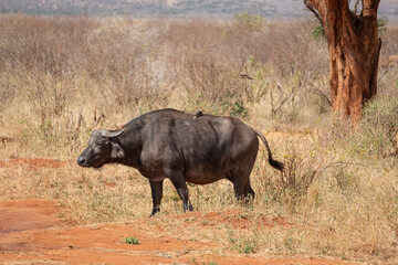 Wildebeest with bird in Amboseli National Park, Kenya © Americanet