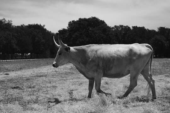 Monochrome profile of a Texas Longhorn cow walking through a pasture