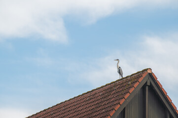 Graureiher Ardea cinerea sitzt auf dem Dachfirst eines Ziegeldachs vor blauem Himmel mit Wolken in Neckartenzlingen. © lebaer