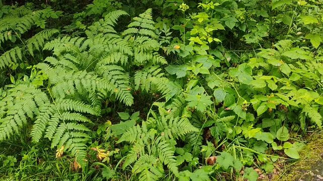 Green ferns and foliage in a natural forest setting