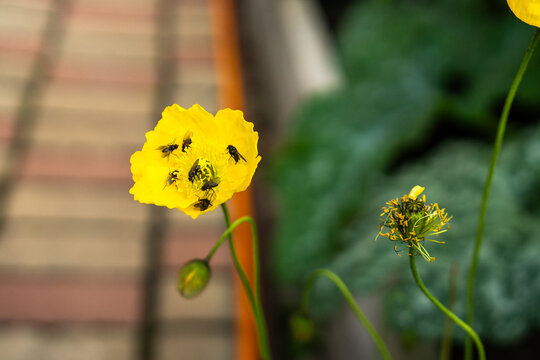 Yellow poppy flower attracting flies in a natural garden ecosystem
