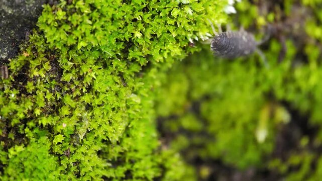 苔とワラジムシのマクロ動画