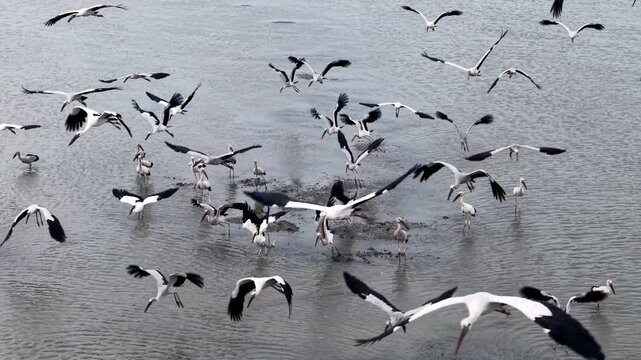 Asian openbill birds take flight over shallow water. Wings beat fast as flocks scatter above. Many stand in water