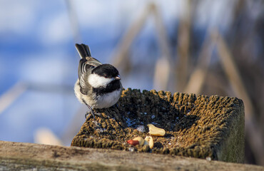Black-capped chickadee perched on a rustic wooden bird feeder in winter © Claudia