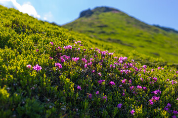 Obraz premium Mid-distance view of alpine hillside covered with pink wildflowers for nature background and landscape wallpaper