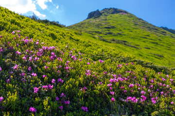 Fototapeta premium Alpine hillside pink rhododendron flowers green mountain slope for nature background and landscape wallpaper for outdoor spring banner and seasonal design