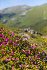 Obraz premium Foreground of pink alpine flowers on a mountain ridge with blurred valleys beyond for nature background and banner