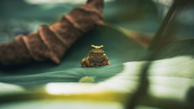 Close up photo of a frog's face