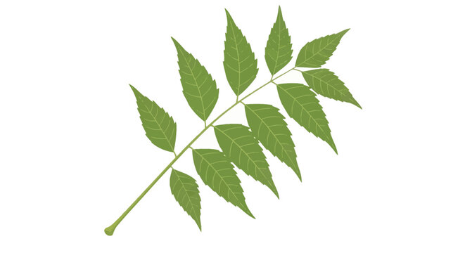 Green Neem branch vector illustration with serrated leaves on white background. Azadirachta indica botanical graphic showing pinnate leaf structure for medicinal herb and nature design.
