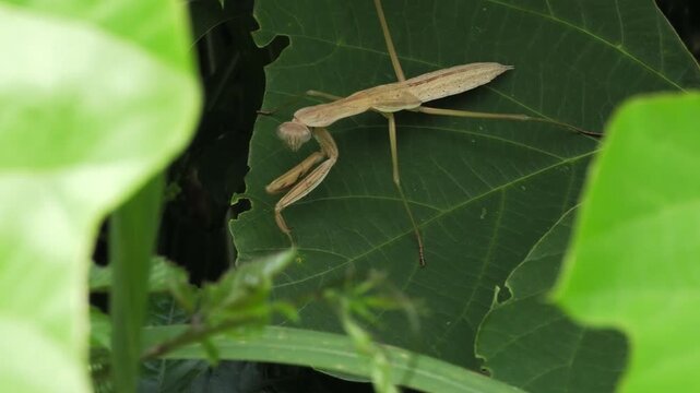 草の上のカマキリ