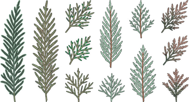Evergreen Conifer Branch Collection Vector Set with Cedar Cypress Juniper Arborvitae Pine Sprigs Botanical Foliage and Natural Greenery Elements