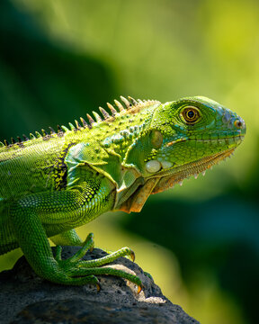 green iguana on a branch