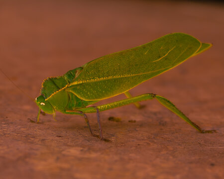 grasshopper on a leaf