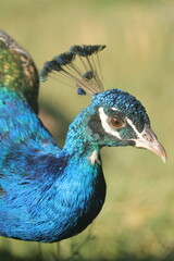 Close up profile portrait of an Indian peacock with iridescent blue plumage and fanned crest © Ionel