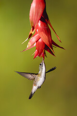 Obraz premium Andean emerald spreads wings under red flower