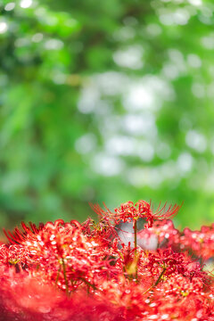 Beautiful red spider lily blooming with a green blurry bokeh background in early autumn, Japan.