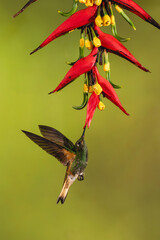Obraz premium Buff-tailed coronet hovers drinking beneath heliconia flower