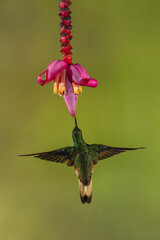 Obraz premium Buff-tailed coronet hovers drinking from banana flower