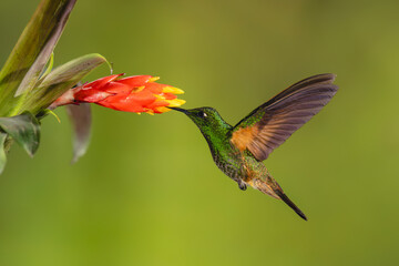 Obraz premium Buff-tailed coronet hovers drinking from red-and-yellow flower