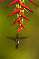 Obraz premium Buff-tailed coronet hovers drinking under heliconia flower