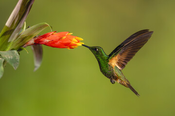 Obraz premium Buff-tailed coronet hovers feeding from red-and-yellow flower