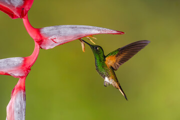 Obraz premium Buff-tailed coronet hovers feeding underneath helicona flower