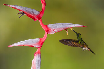 Obraz premium Buff-tailed coronet hovers feeding underneath heliconia flower