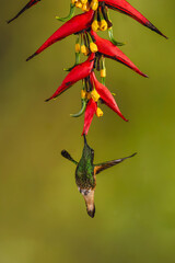 Obraz premium Buff-tailed coronet hovers under heliconia flower drinking