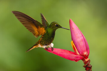 Obraz premium Buff-tailed coronet on banana flower flaps wings