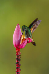 Obraz premium Buff-tailed coronet perches feeding on banana flower