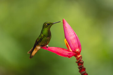 Obraz premium Buff-tailed coronet perches licking banana flower bud
