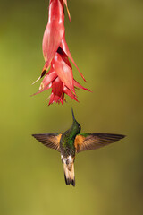 Obraz premium Buff-tailed coronet spreads wings below red flower