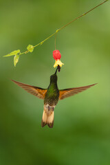 Obraz premium Buff-tailed coronet spreads wings beneath flower drinking