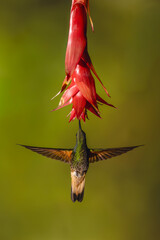 Obraz premium Buff-tailed coronet spreads wings beneath red flower