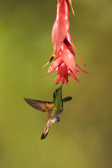 Obraz premium Buff-tailed coronet spreads wings under flower drinking