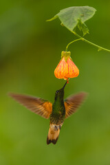 Obraz premium Buff-tailed coronet spreads wings drinking under flower