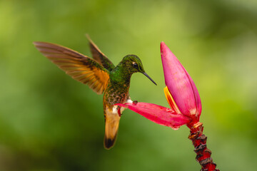 Obraz premium Buff-tailed coronet perches on flower lifting wings