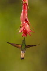 Obraz premium Buff-tailed coronet spreads wings feeding under flower