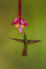 Obraz premium Buff-tailed coronet spreads wings under banana flower