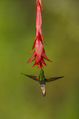 Obraz premium Buff-tailed coronet spreads wings under red flower