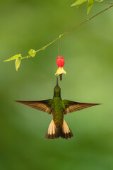 Obraz premium Buff-tailed coronet spreads wings underneath flower drinking