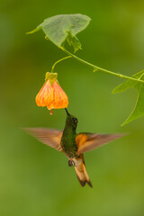 Obraz premium Buff-tailed coronet spreads wings drinking from flower
