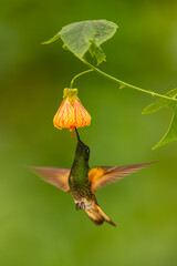 Obraz premium Buff-tailed coronet spreads wings drinking below flower