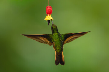 Obraz premium Buff-tailed coronet spreads wings feeding from flower