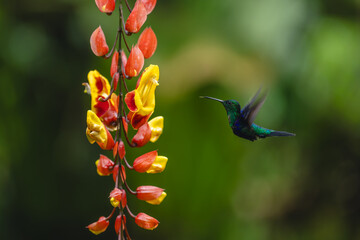 Obraz premium Crowned woodnymph extends tongue near Mysore trumpetvine