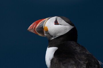 Atlantic puffin portrait © Giles