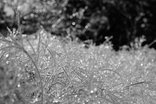 Monochrome close-up of ice-covered plants during a Texas winter freeze