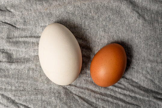 The close-up of big white duck's egg and brown chicken egg on a grey cloth background